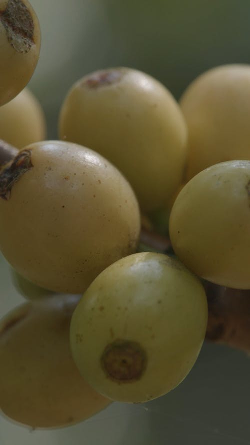 有关新鲜, 橄榄, 水果的免费素材视频