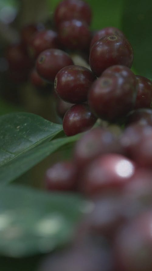 有关咖啡厂, 咖啡豆种子, 垂直视频的免费素材视频