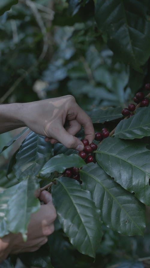 有关垂直视频, 工厂, 手的免费素材视频