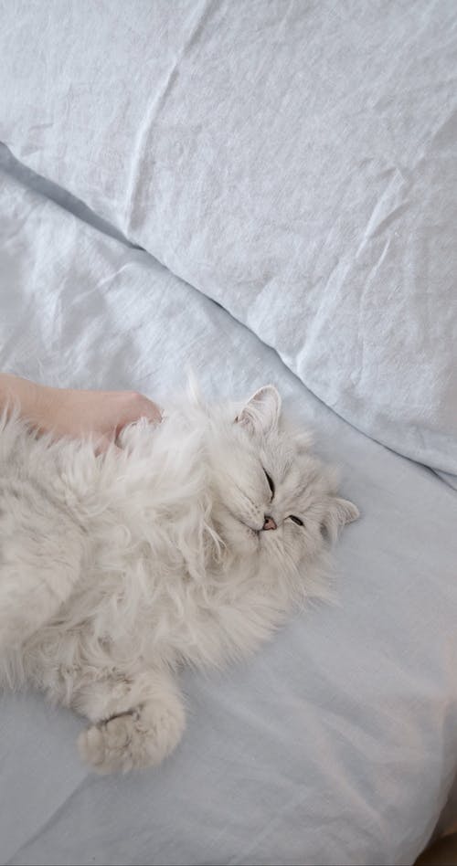 有关动物, 可爱, 可爱的的免费素材视频