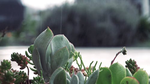 有关下雨, 下雨天, 仙人掌的免费素材视频