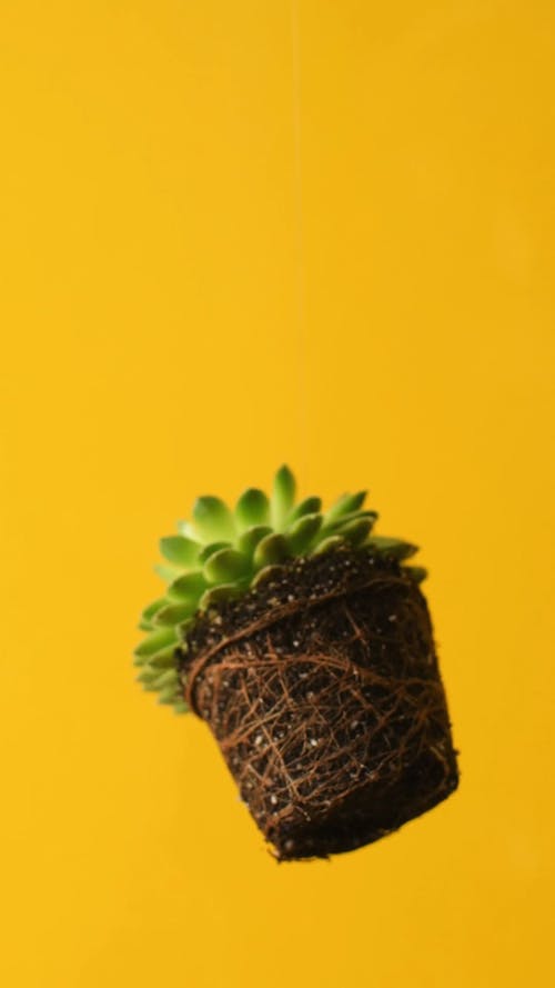 有关土, 垂直植物, 多肉植物的免费素材视频