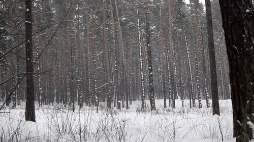 有关下雪, 下雪的, 冬季的免费素材视频