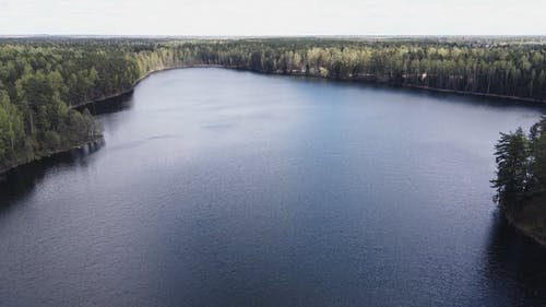 有关天性, 森林, 树木的免费素材视频