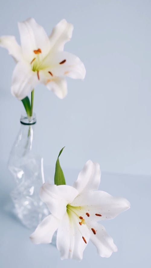 有关垂直视频, 塑料瓶, 塑胶的免费素材视频