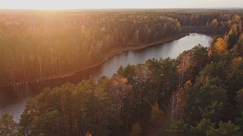 有关天性, 日光, 森林的免费素材视频