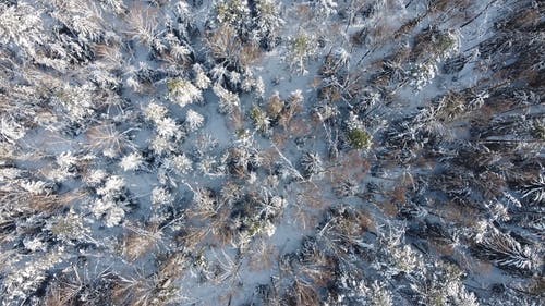 有关下雪, 下雪的天气, 冬季的免费素材视频