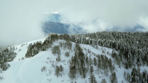 有关冬季, 冬季景观, 冬季森林的免费素材视频