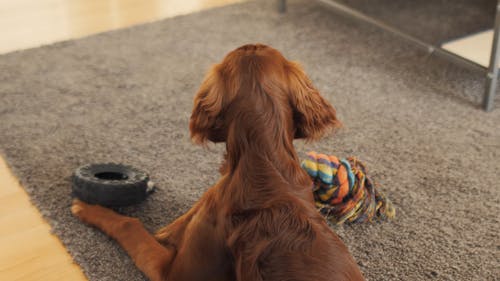 有关动物, 可爱, 可爱的的免费素材视频