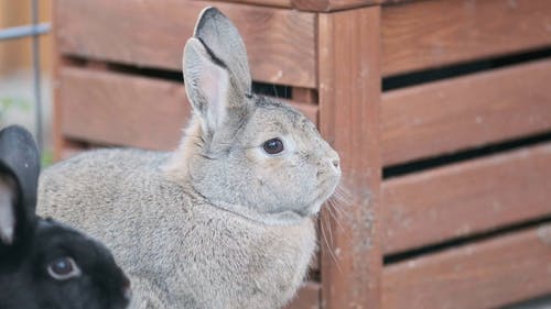 有关兔子耳朵, 动物, 可爱的免费素材视频