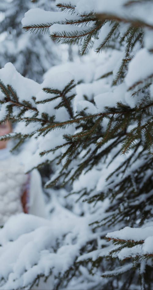 有关下雪, 下雪的天气, 个性的免费素材视频