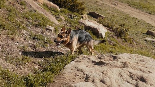 有关国内, 宠物, 德国牧羊犬的免费素材视频