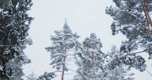 有关冬季, 冰, 冷冰的的免费素材视频