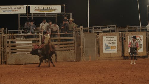 有关佩珀尔, 公牛, 动物的免费素材视频