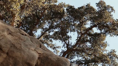 有关低角度拍摄, 天性, 天空的免费素材视频