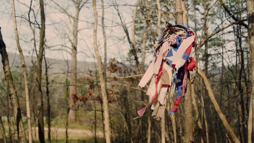 有关森林,树干,树木的免费素材视频