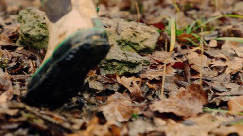 有关户外, 树叶, 步行的免费素材视频