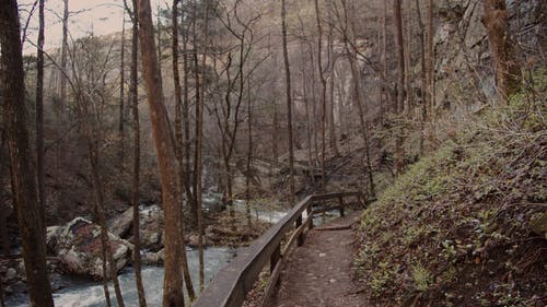 有关天性, 宠物, 小河的免费素材视频