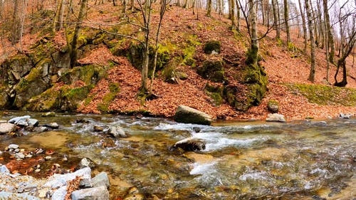 有关下落, 岩石, 枯叶的免费素材视频