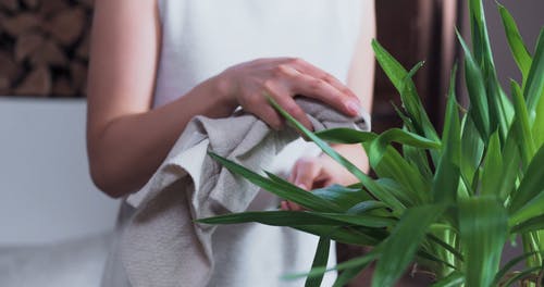 有关保重, 增长, 室内植物的免费素材视频