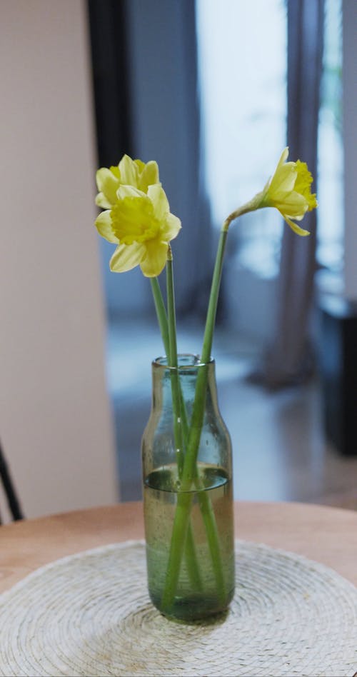 有关优雅, 台垫, 喇叭水仙的免费素材视频