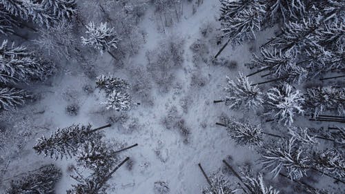 有关4k, 冬季, 冬季森林的免费素材视频