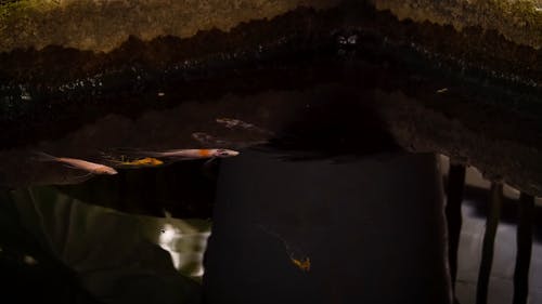 有关动物, 宠物, 水的免费素材视频