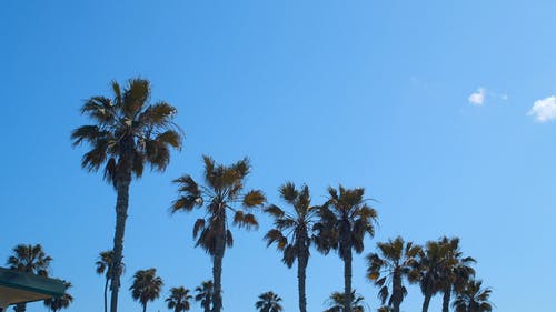 有关日光, 棕榈树, 椰子树的免费素材视频