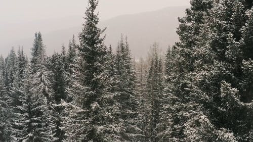 有关下雪, 下雪的, 冬季的免费素材视频