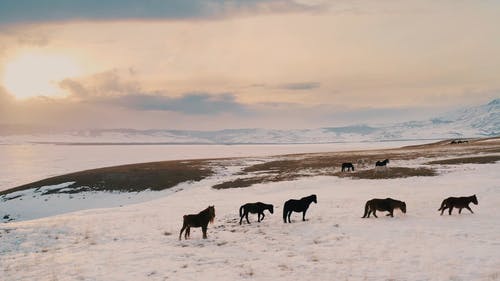 有关冷, 太阳, 很冷的免费素材视频