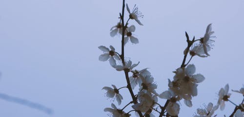 有关工厂, 植物群, 花的免费素材视频