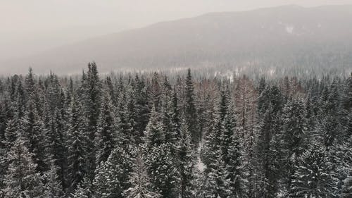 有关下雪, 下雪的, 冬季的免费素材视频