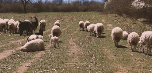 有关下田, 动物, 山羊的免费素材视频