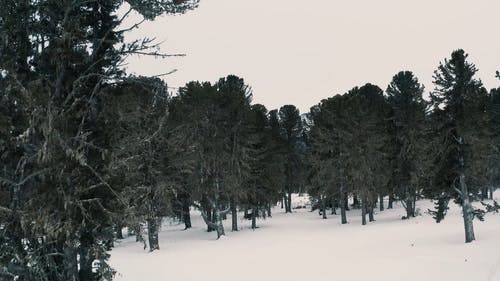 有关冬季, 冷, 大雪覆盖的免费素材视频