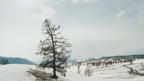 有关冬季, 冷, 大雪覆盖的免费素材视频