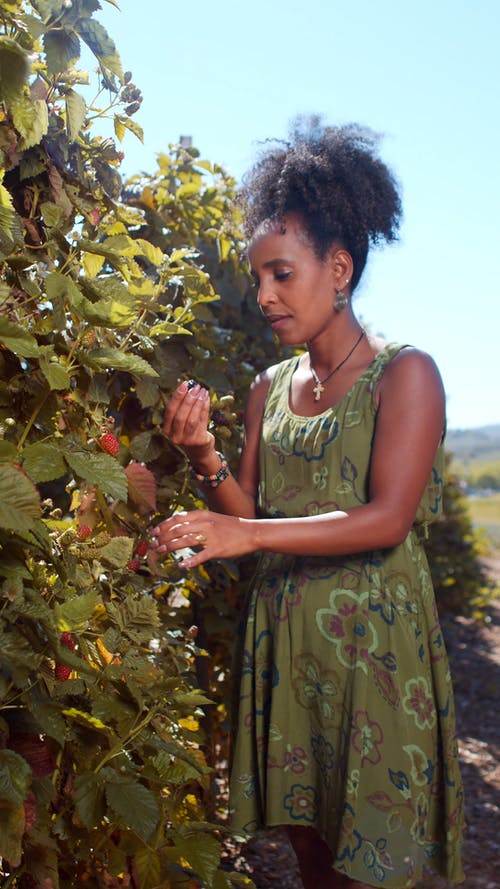 有关农业用地, 吃, 咬的免费素材视频