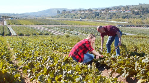有关下田, 人, 农业领域的免费素材视频