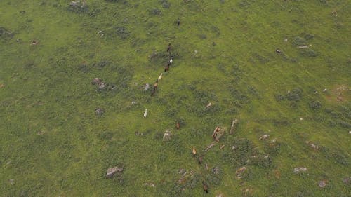 有关一群动物, 上升的镜头, 动物的免费素材视频