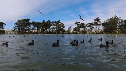 有关birds_flying, 水禽, 游泳的免费素材视频