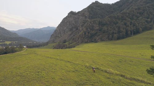 有关天性, 山, 树木的免费素材视频