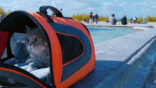 有关公园, 可爱, 哺乳动物的免费素材视频