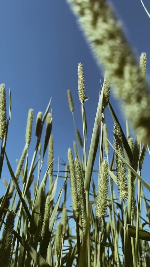 有关commelinids, 单子叶植物, 垂直视频的免费素材视频