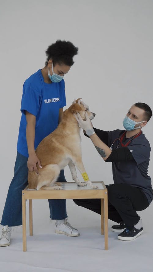有关人, 保重, 动物的免费素材视频