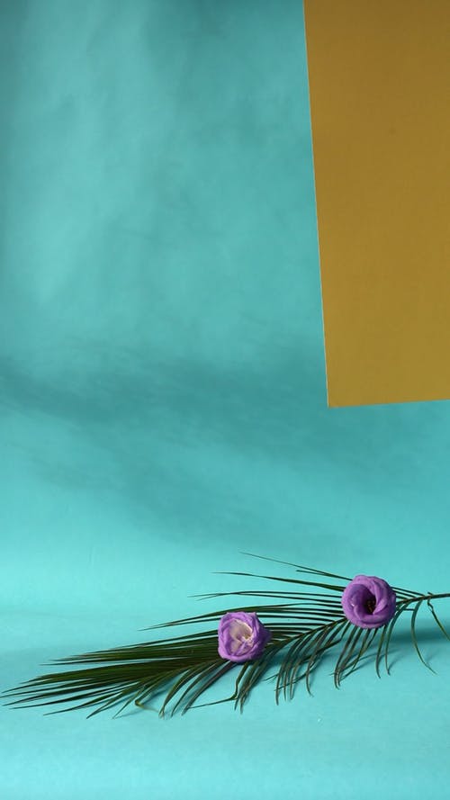 有关刮风, 垂直视频, 壁纸的免费素材视频