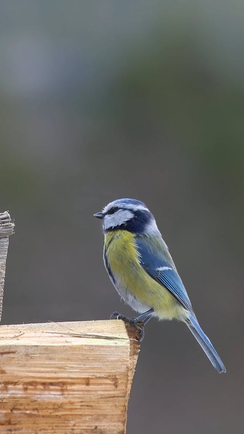 有关侧面图, 动物, 垂直视频的免费素材视频