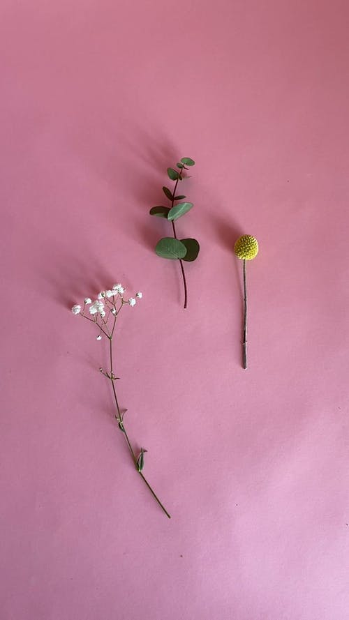 有关Flatlay, 垂直视频, 尤加利树的免费素材视频