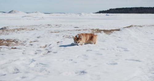 有关宠物, 彭布罗克威尔士科基犬, 播放的免费素材视频