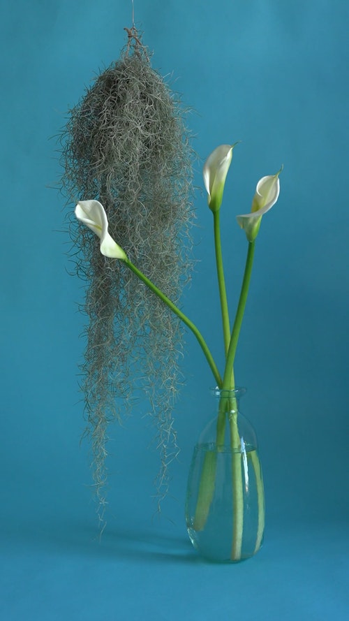 有关垂直视频,悬挂植物,手的免费素材视频