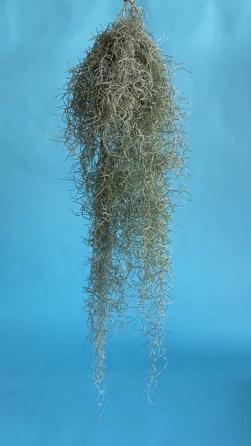 有关光, 凤梨, 刮风的免费素材视频