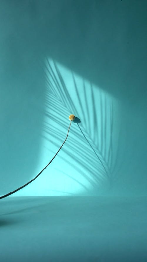 有关垂直视频, 植物群, 浅蓝色背景的免费素材视频